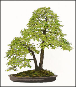 15 Points-Bonsai-Brian Wetton
