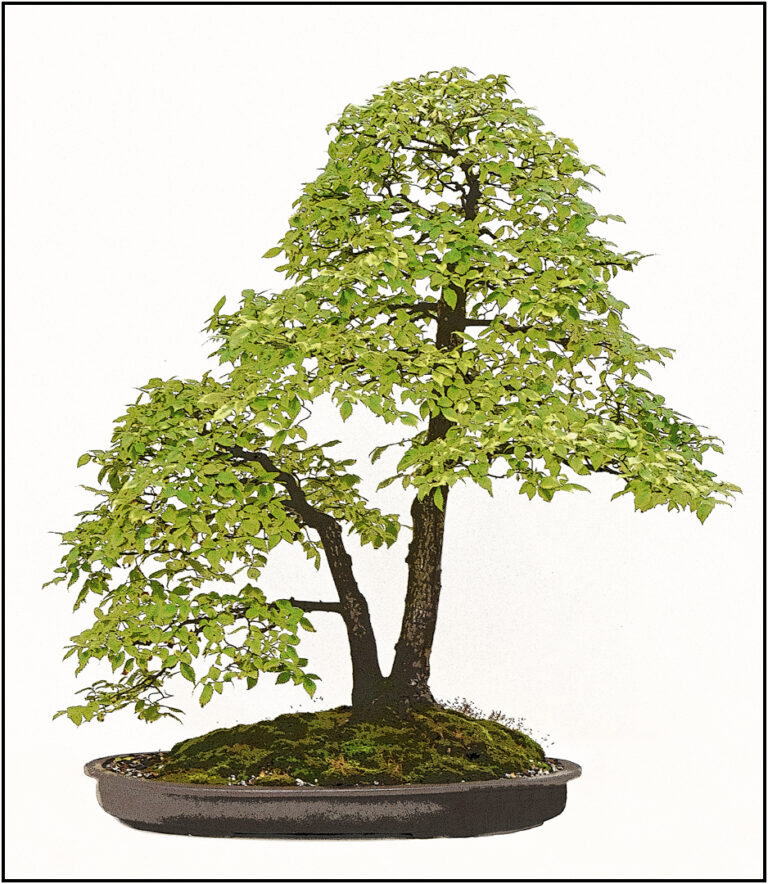 15 Points-Bonsai-Brian Wetton