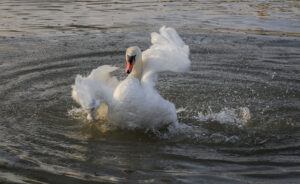 Div 1-2nd- 15 Points- A Flap and a Splash - Elizabeth Restall ARPS