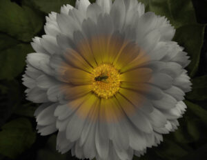 Div 2 - 13 Points -55 Illuminating flower -Andrew Daniels