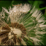 Div 2 - 13 Points- Dandelion Seed Head - George Ryske