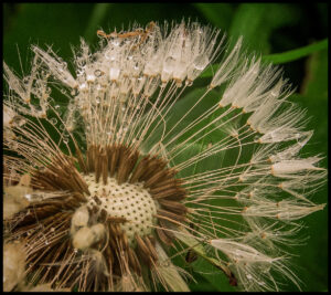 Div 2 - 13 Points- Dandelion Seed Head - George Ryske