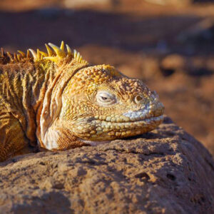 Div 2 - 13 Points- Land Iguana-Dorothy Chilton