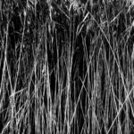 Div 2 - 13Points- Grass chew valley lakes- Elizabeth Oakley