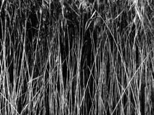 Div 2 - 13Points- Grass chew valley lakes- Elizabeth Oakley