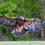Div 2 - 14 points - Coming in to land-David Arkwell