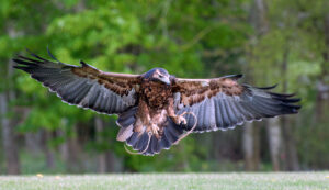 Div 2 - 14 points - Coming in to land-David Arkwell