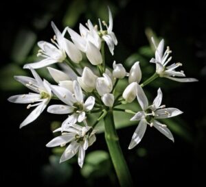 16 Points -WILD GARLIC_preview-Christine Ryske