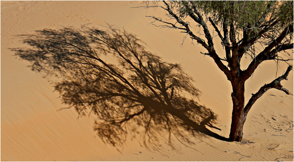 D1-16 Points- tree shadow