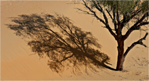 D1-16 Points- tree shadow