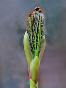 02 Leaf Bud_Lucretia Bowen