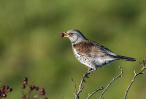 07 Fieldfare Feeding_Brad Collett
