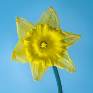 C- 18 points- Flower Show -1 - Don Grundell -