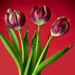 C- 18 points- Flower Show -2 - Don Grundell -