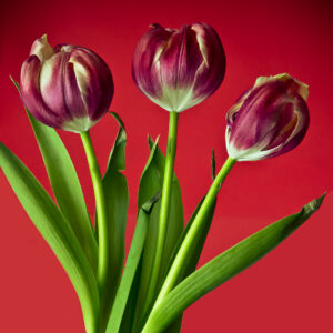 C- 18 points- Flower Show -2 - Don Grundell -