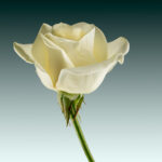 C- 18 points- Flower Show -3 - Don Grundell -
