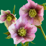 C- 18 points- Flower Show -4 - Don Grundell -