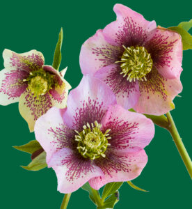 C- 18 points- Flower Show -4 - Don Grundell -