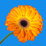 C- 18 points- Flower Show -5 - Don Grundell -