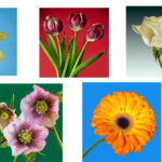 C- 18 points- Flower Show -6 - Don Grundell -