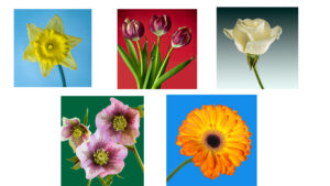 C- 18 points- Flower Show -6 - Don Grundell -