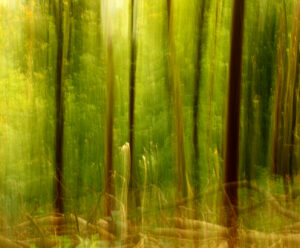 C- 18 points-Trees -1 - Claire Haine
