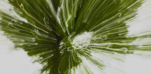 C- 18 points-Trees -5 - Claire Haine
