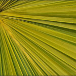 HC- 18 points- Patterns in Foliage -1 - Brian Wetton -