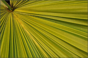 HC- 18 points- Patterns in Foliage -1 - Brian Wetton -