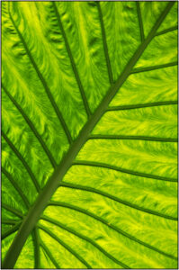 HC- 18 points- Patterns in Foliage -2 - Brian Wetton -
