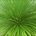 HC- 18 points- Patterns in Foliage -3 - Brian Wetton -