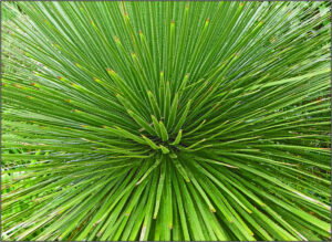 HC- 18 points- Patterns in Foliage -3 - Brian Wetton -