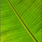 HC - 18 points- Patterns in Foliage -4 - Brian Wetton -