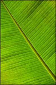 HC - 18 points- Patterns in Foliage -4 - Brian Wetton -