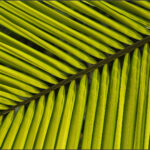 HC- 18 points- Patterns in Foliage -5 - Brian Wetton -