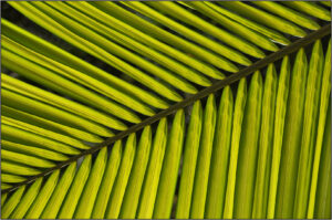 HC- 18 points- Patterns in Foliage -5 - Brian Wetton -