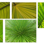 HC - 18 points- Patterns in Foliage -6 - Brian Wetton -