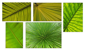 HC - 18 points- Patterns in Foliage -6 - Brian Wetton -