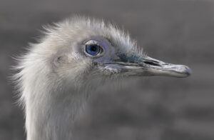 15 Points-One blue eye-Jenny Fryer LRPS