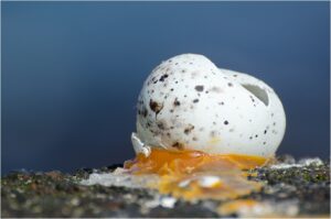 D1 - Lost Opportunity -Steve Daniell