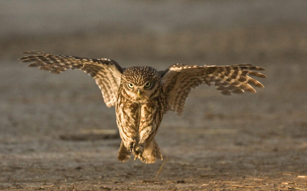 D2-3rd-18 Points - Little Owl-Mike Smith