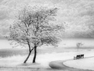 1st- 20 Points - Path to the Loch-Elizabeth Restall-ARPS