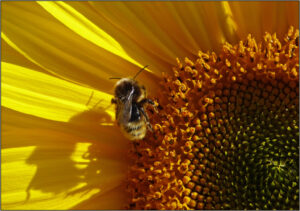 18 Points - Bee on Sun Flower - Brian Wetton