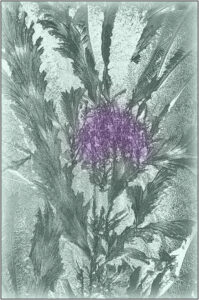 D1 - Frost Patterns Like Thistles -Brian Wetton