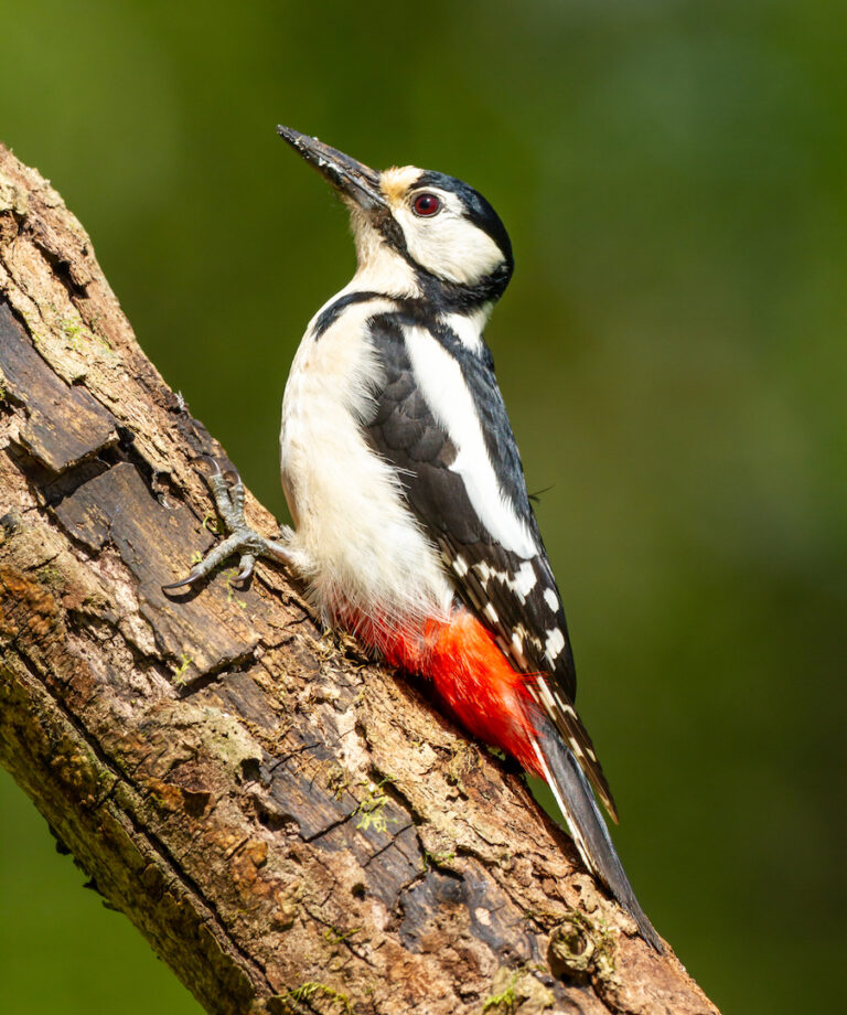 D2-1st - 20 Pints- Greater Spoted Woodpecker-Mike Smith