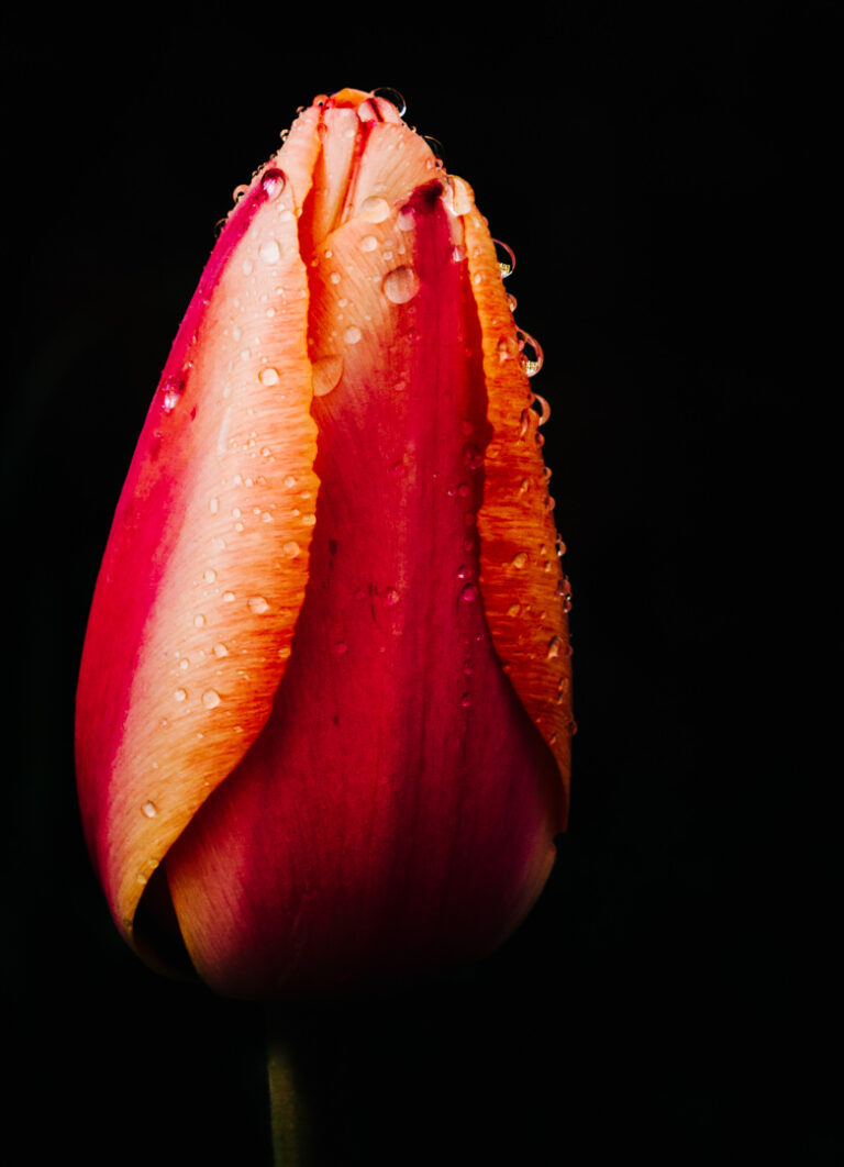 D2- Dewdrops on Tulip-Don Grundell