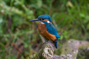 D2- Juv Kingfisher first Dip -Mike Smith
