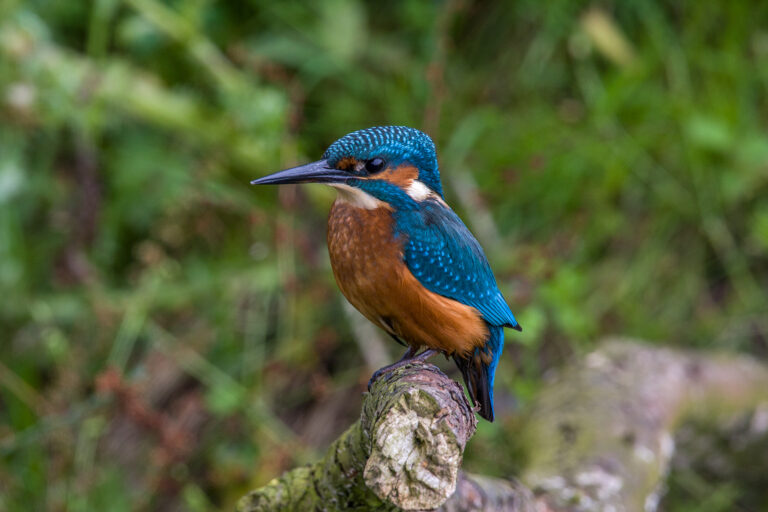 D2- Juv Kingfisher first Dip -Mike Smith