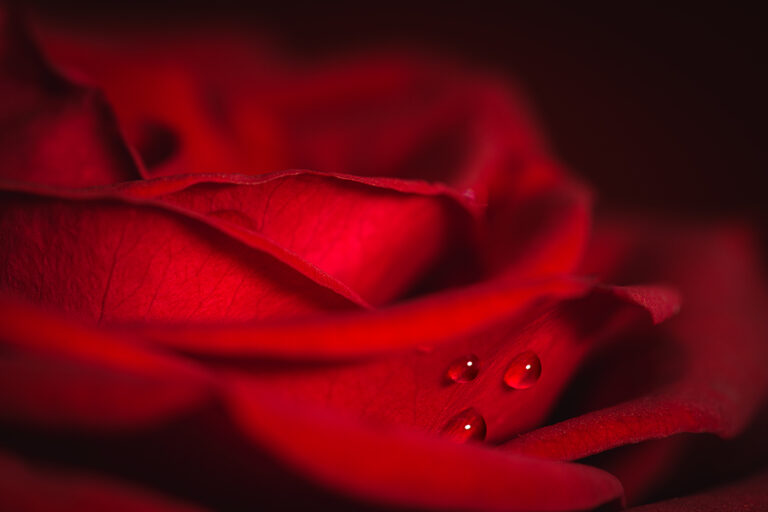 D2- Red Rose -Steve Varman