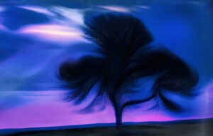 2nd - 20 Points- Trees-1- Jenny Fryer LRPS